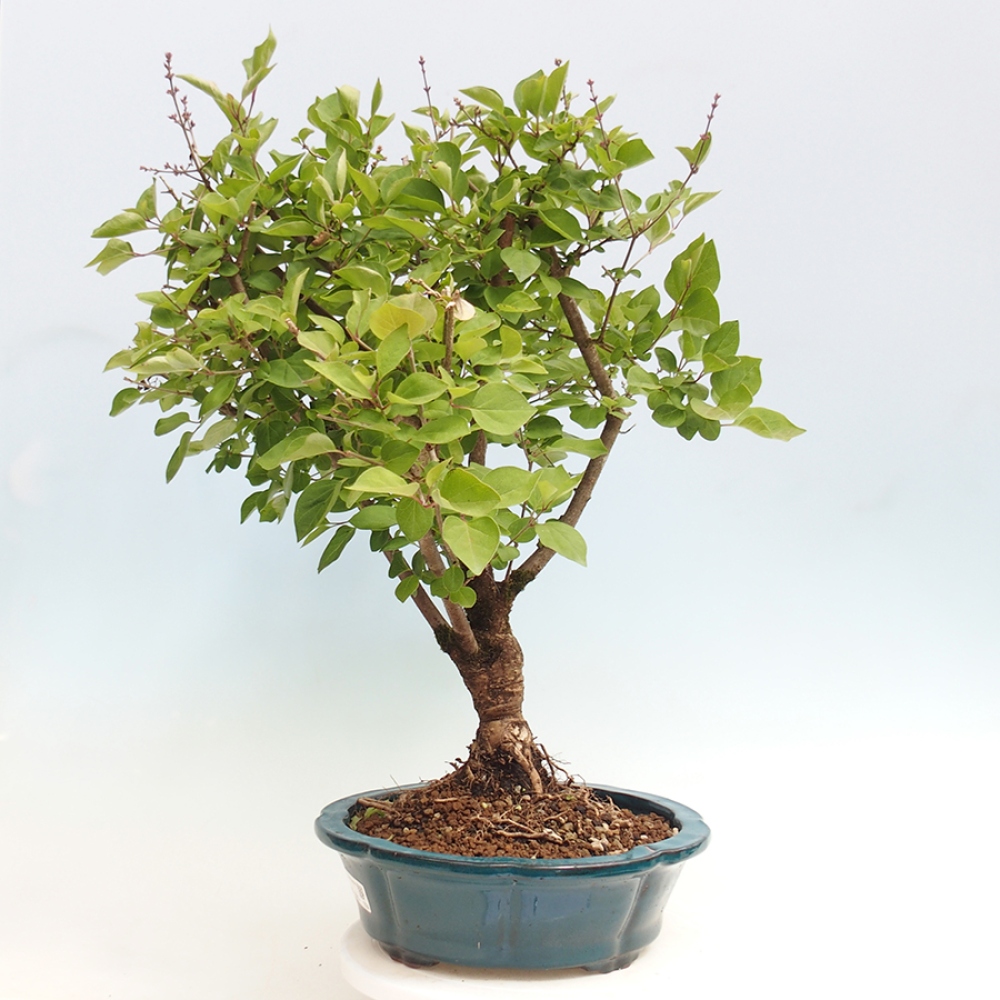Venkovní bonsai - Syringa Meyeri Palibin - Šeřík Meyerův