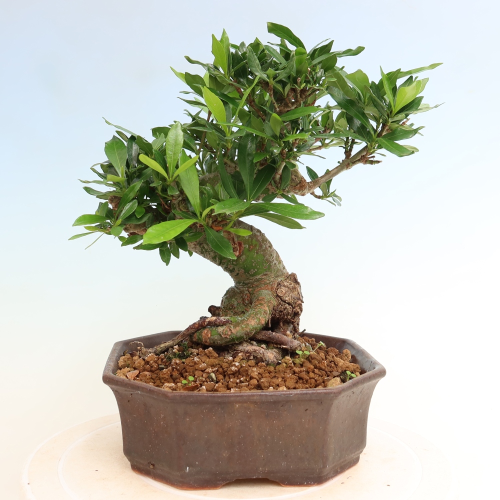 Pokojová bonsai - Gardenia jasminoides-Gardenie