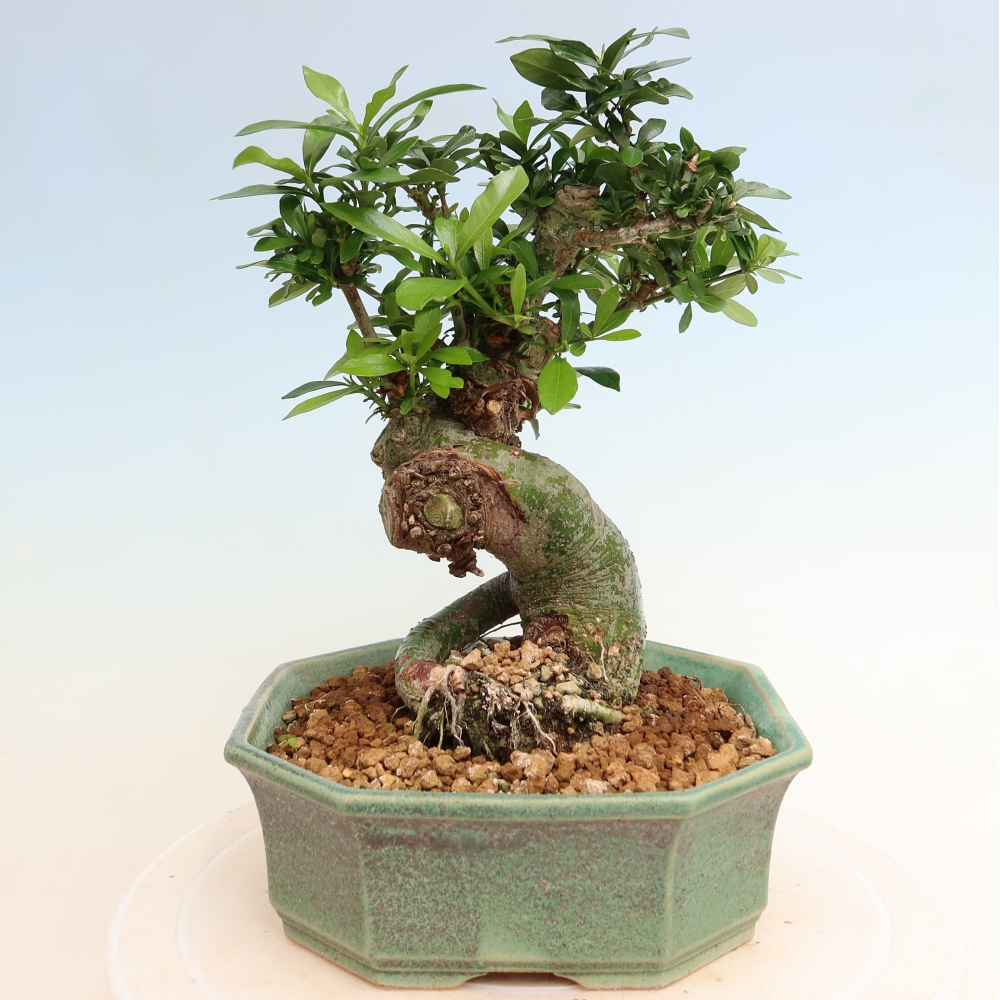 Pokojová bonsai - Gardenia jasminoides-Gardenie