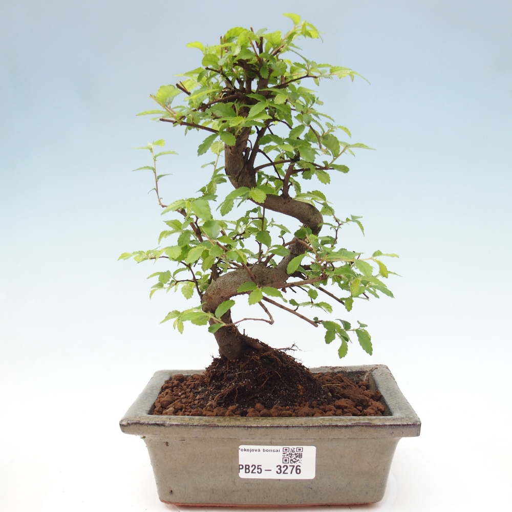 Pokojová bonsai - Ulmus parvifolia - Malolistý jilm