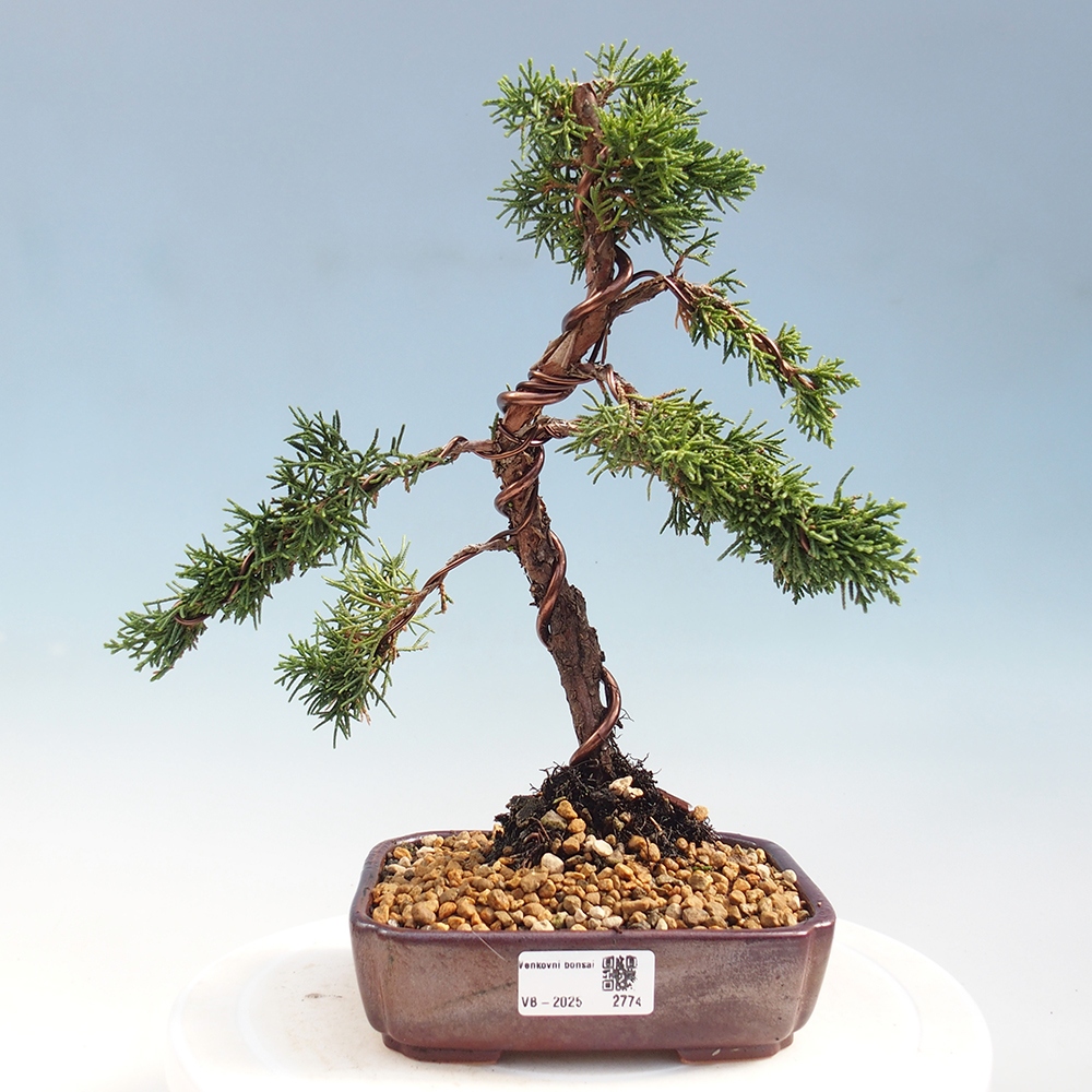 Venkovní bonsai - Juniperus chinensis Kishu -Jalovec čínský