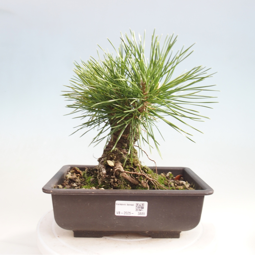 Venkovní bonsai - Pinus thunbergii - Borovice thunbergova