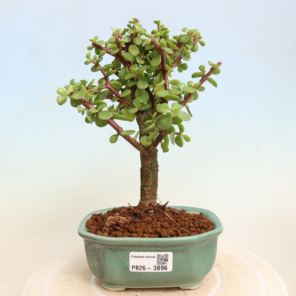 Pokojová bonsai - Portulakaria Afra - Tlustice