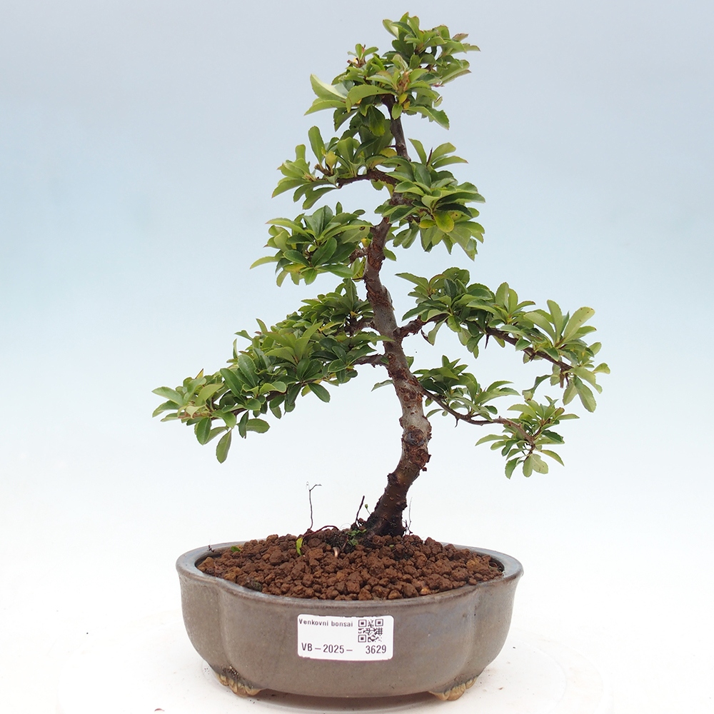 Venkovní bonsai-Pyracanta Teton -Hlohyně