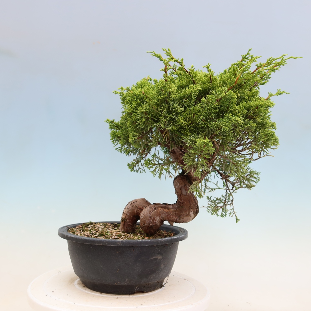 Venkovní bonsai - Juniperus chinensis Itoigawa-Jalovec čínský