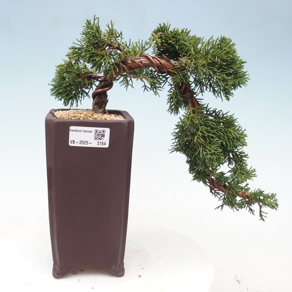 Venkovní bonsai - Juniperus chinensis Kishu -Jalovec čínský