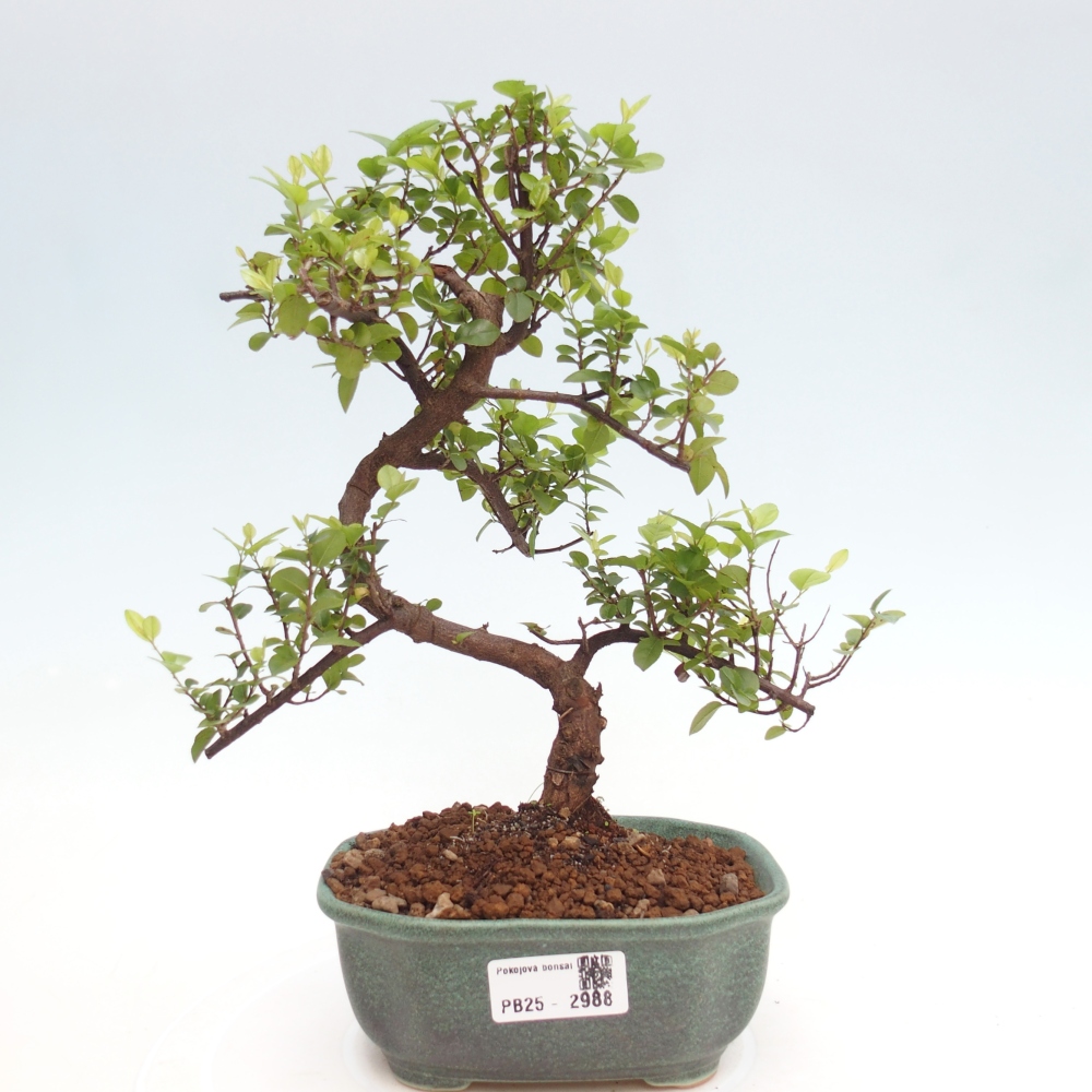 Pokojová bonsai - Sagerécie thea - Sagerécie thea