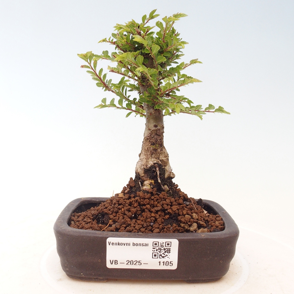 Venkovní bonsai - Ulmus parvifolia Sagei - Malolistý jilm