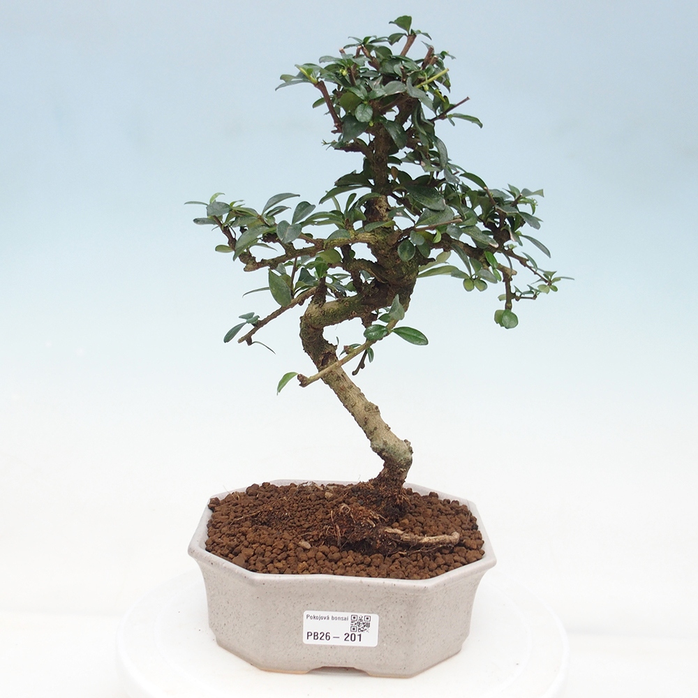 Pokojová bonsai - Carmona macrophylla - Čaj fuki