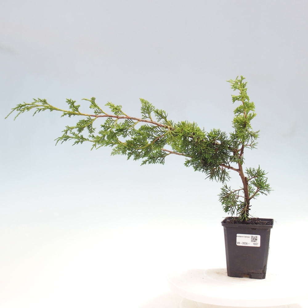 Venkovní bonsai - Juniperus chinensis Itoigawa -Jalovec čínský