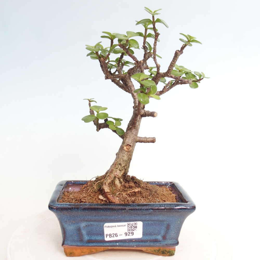 Pokojová bonsai - Portulakaria Afra - Tlustice