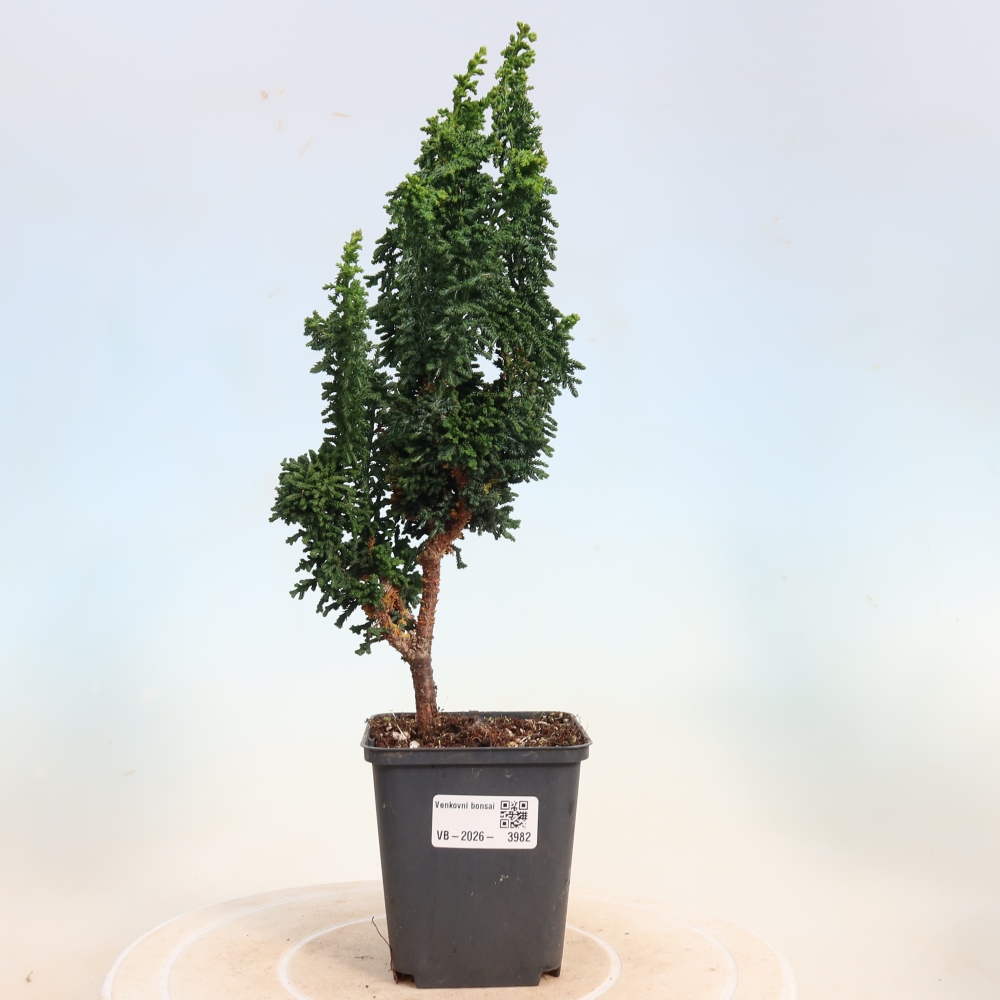 Venkovní bonsai - Cham. obtusa SEKKA HINOKI - Cypřišek