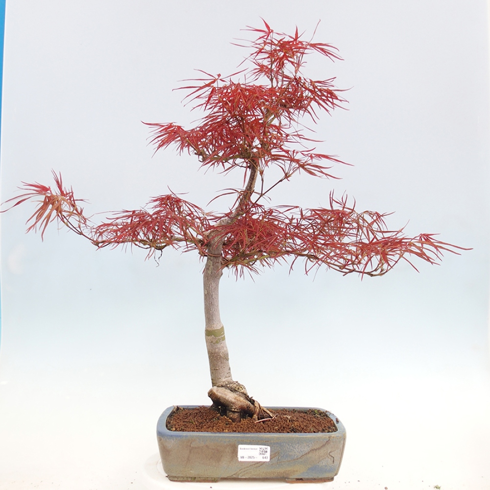 Venkovní bonsai - Javor dlanitolistý - Acer palmatum RED PYGMY