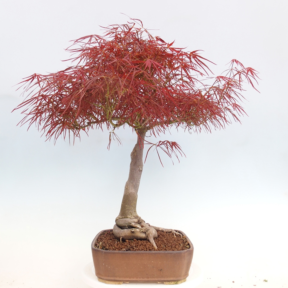 Venkovní bonsai - Javor dlanitolistý - Acer palmatum RED PYGMY