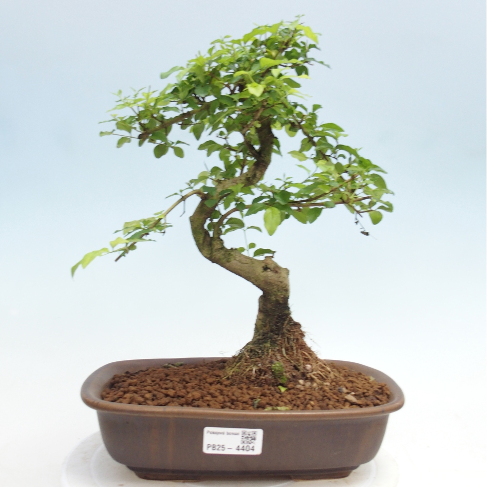 Pokojová bonsai -Ligustrum chinensis - Ptačí zob