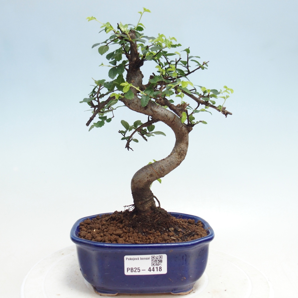 Pokojová bonsai - Ulmus parvifolia - Malolistý jilm
