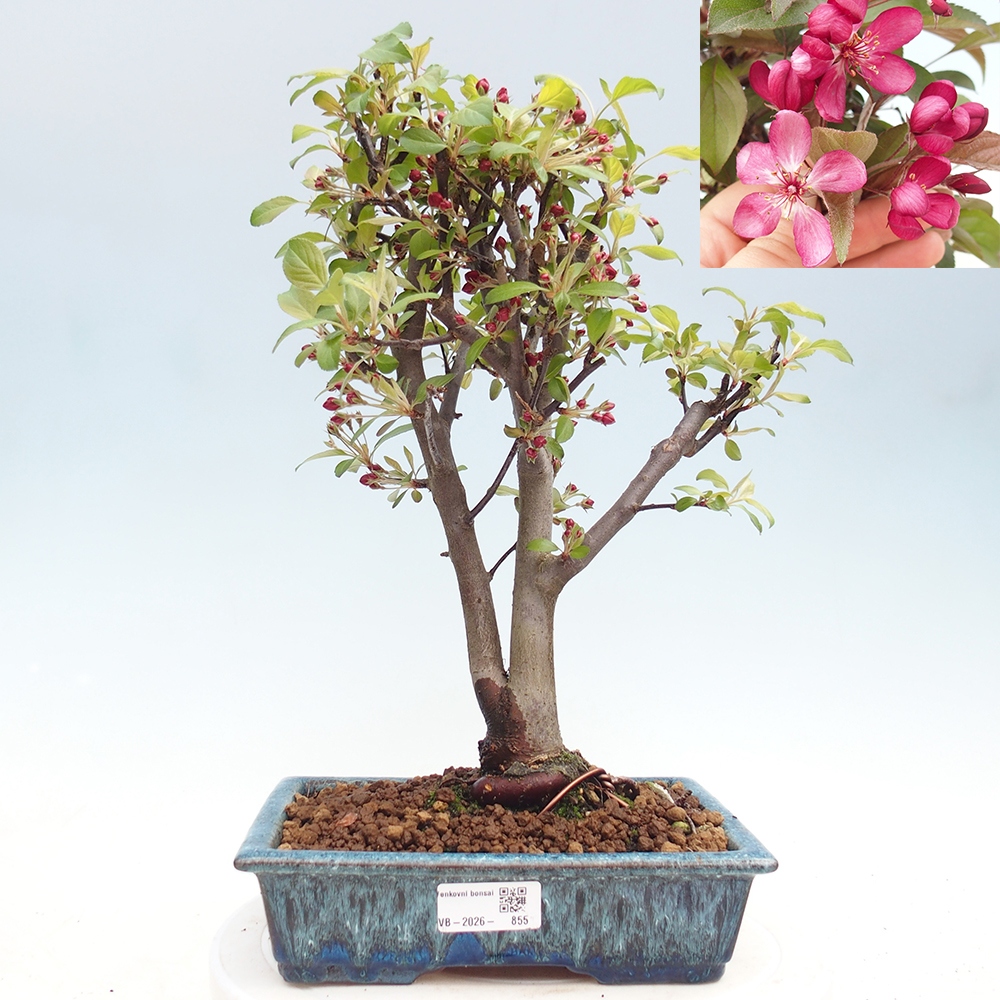 Venkovní bonsai -Malus domestica - Maloplodá jabloň červenolistá