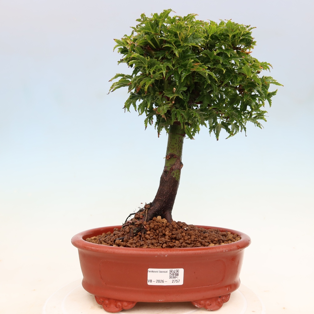 Venkovní bonsai -Javor dlanitolistý Acer palmatum Shishigashira