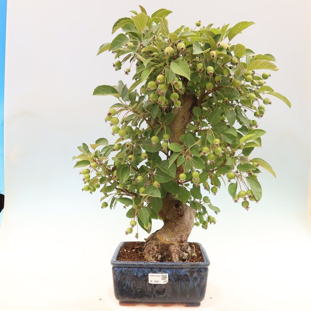 Venkovní bonsai -Malus halliana - Maloplodá jabloň