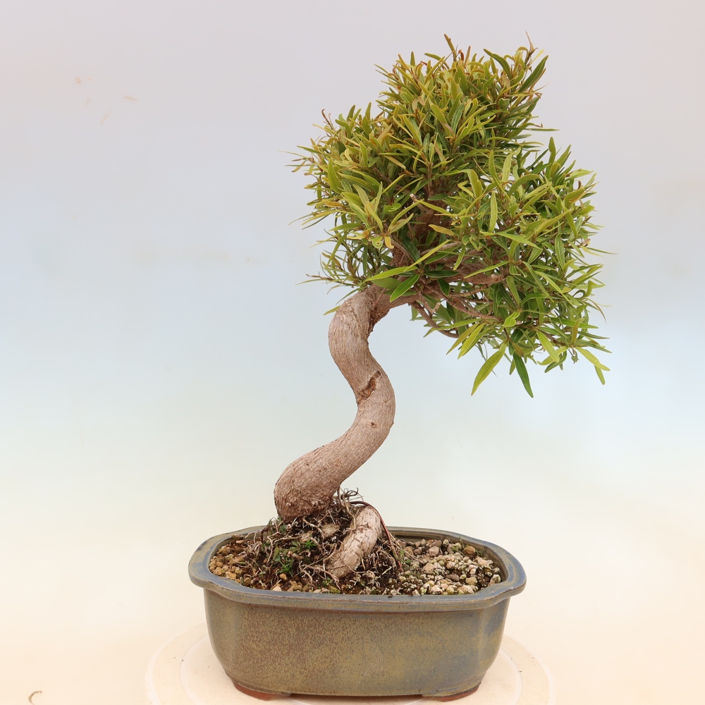 Pokojová bonsai - Ficus nerifolia -  malolistý fíkus