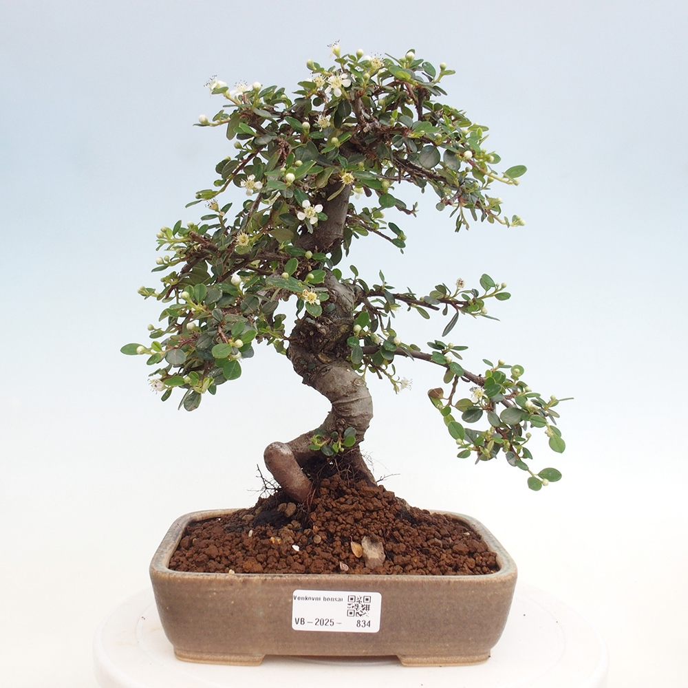 Venkovní bonsai-Cotoneaster dammeri - Skalník Damerův