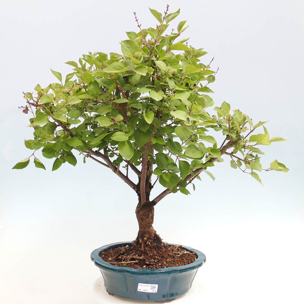 Venkovní bonsai - Syringa Meyeri Palibin - Šeřík Meyerův