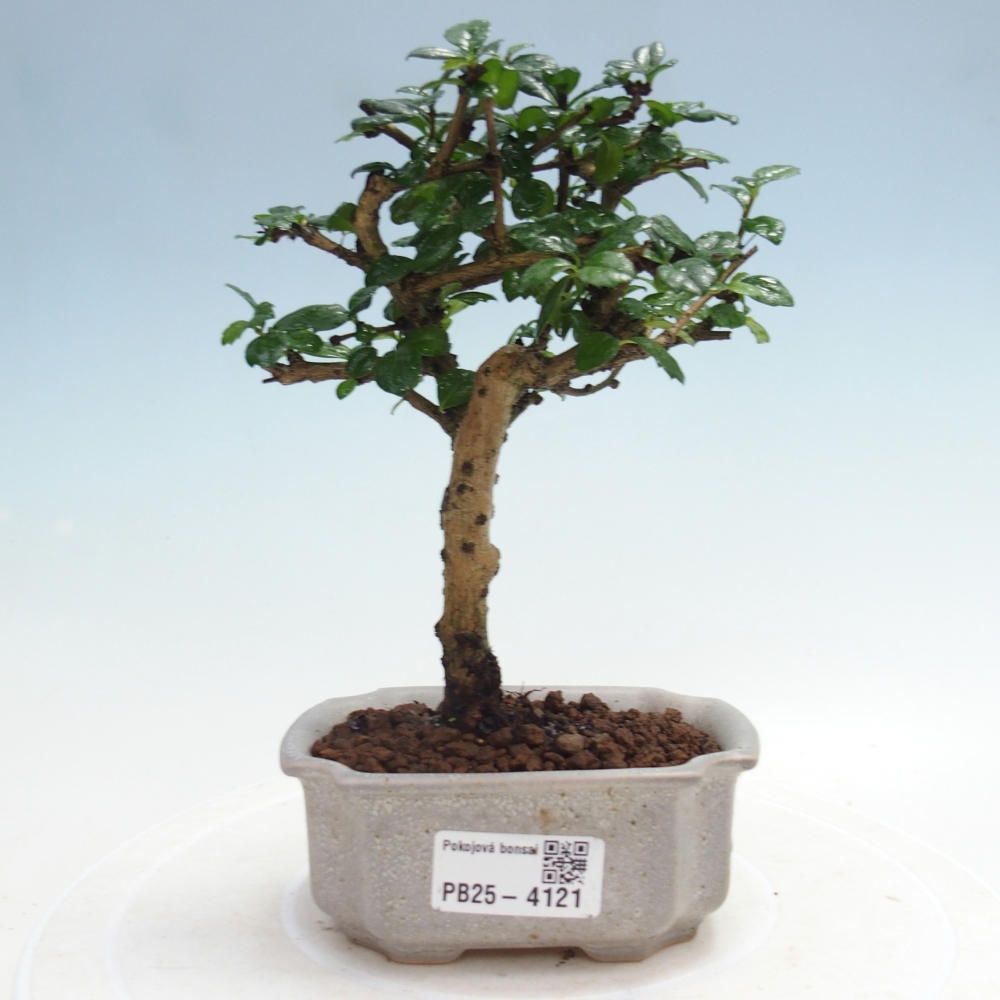 Pokojová bonsai - Carmona macrophylla - Čaj fuki