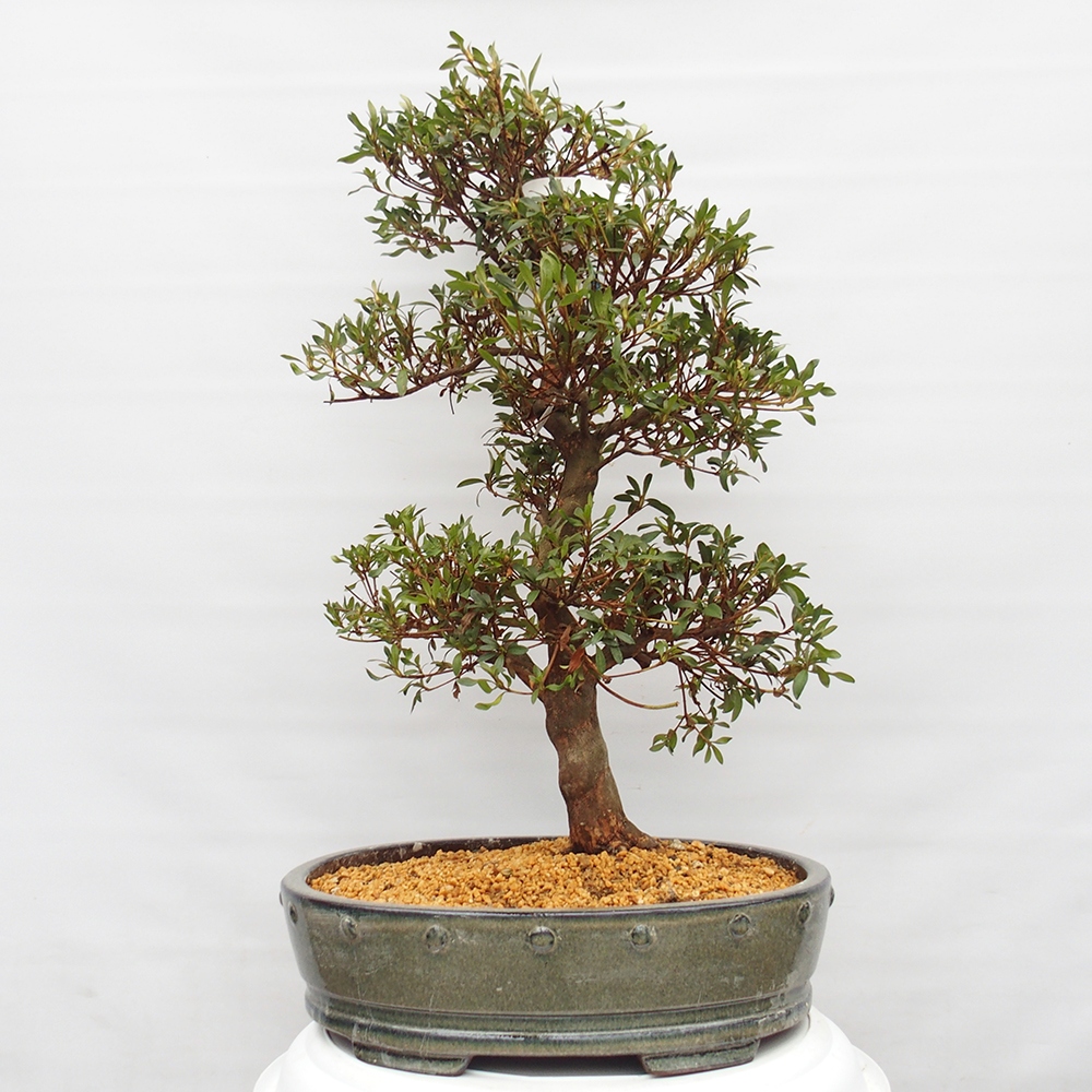 Venkovní bonsai - Japonská azalka - Azalea Chihiro