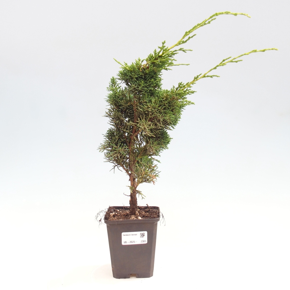 Venkovní bonsai - Juniperus chinensis Kishu -Jalovec čínský