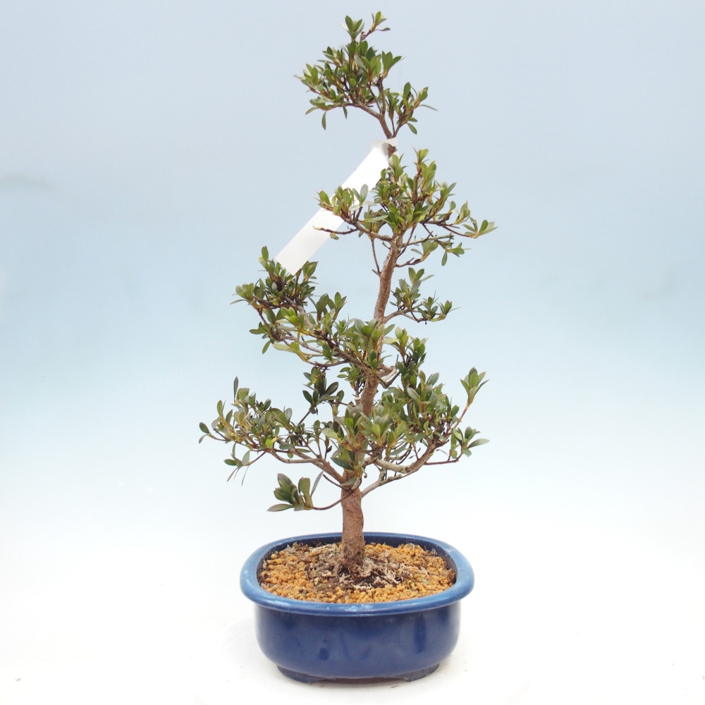 Venkovní bonsai - Japonská azalka - Azalea Yoko