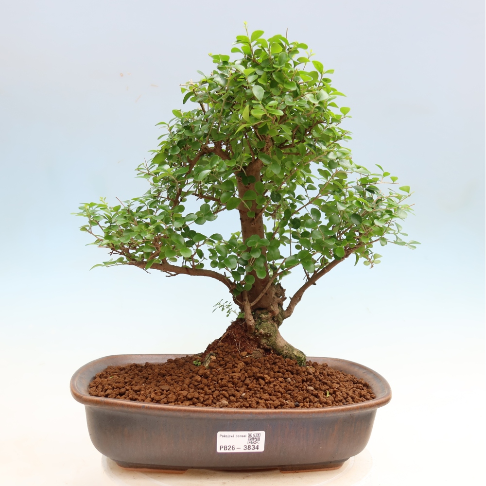 Pokojová bonsai -Ligustrum retusa - malolistý ptačí zob