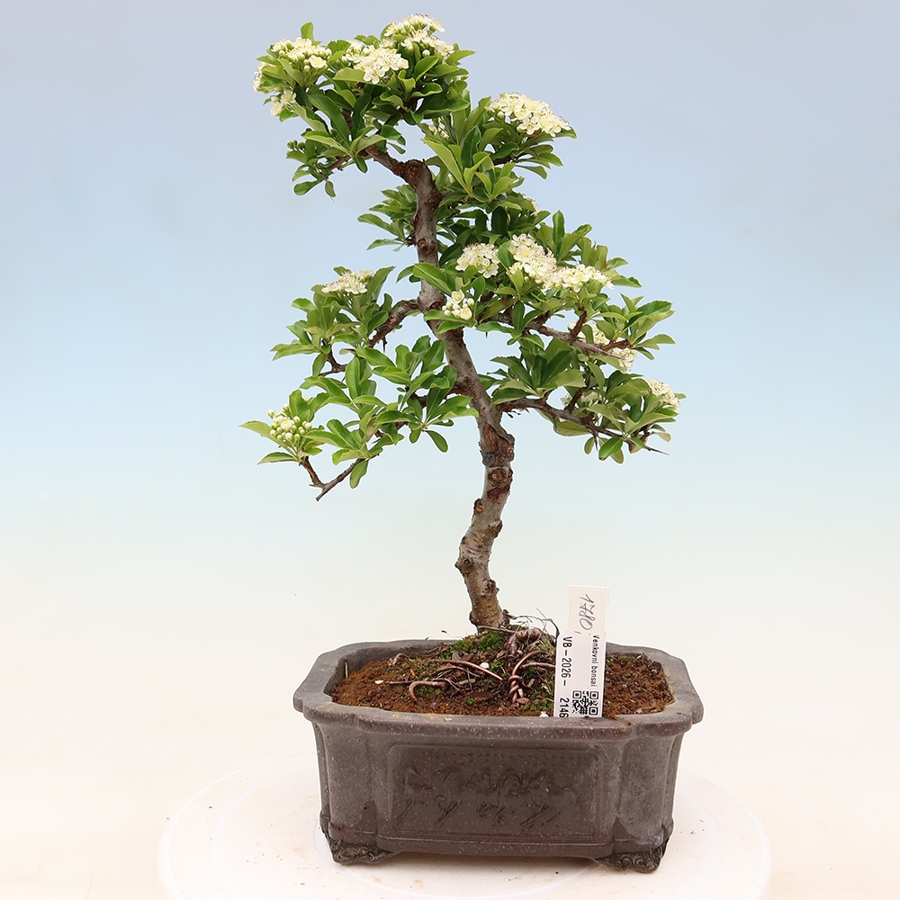 Venkovní bonsai - Pyracantha teton - Hlohyně šarlatová