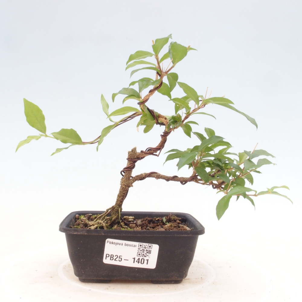 Pokojová bonsai - Malpighia coccigera- Barbdorská třešeň