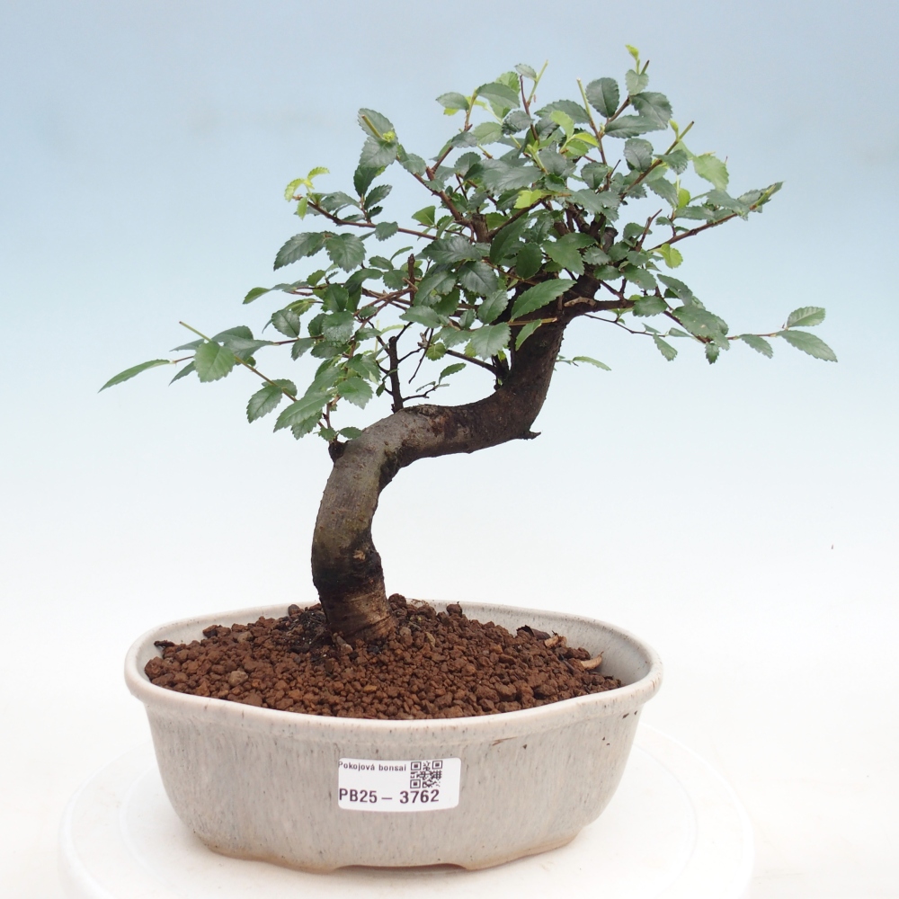 Pokojová bonsai - Ulmus parvifolia - Malolistý jilm
