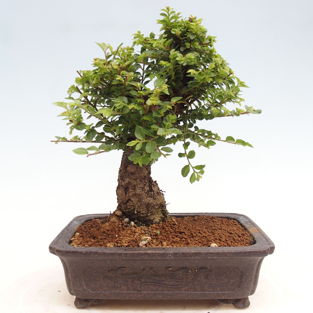 Venkovní bonsai - Ulmus parvifolia Hokkaido - jilm Činski