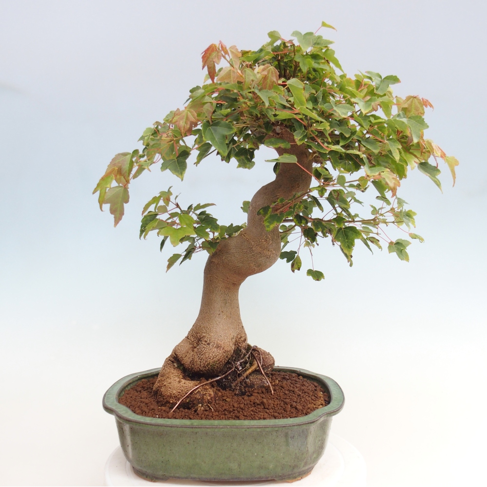 Venkovní bonsai - Acer Buergerianum - Javor Burgerův