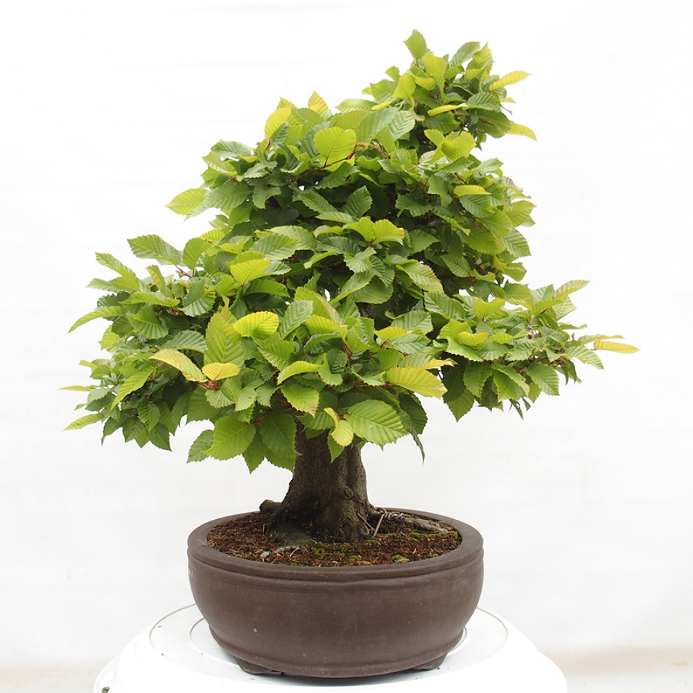 Venkovní bonsai - Habr obecný - Carpinus betulus