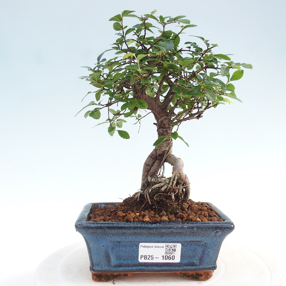 Pokojová bonsai - Ulmus parvifolia - Malolistý jilm