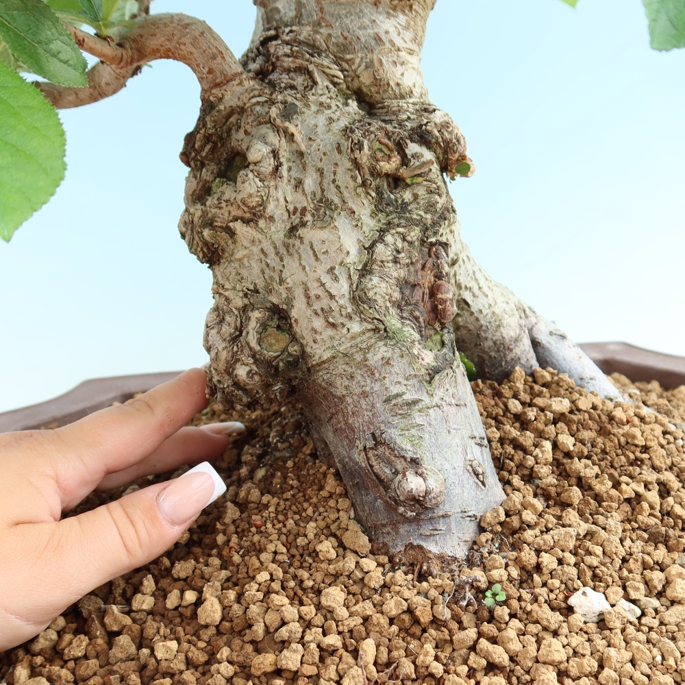 Venkovní bonsai - Blýskalka chlupatá - Photinia villosa