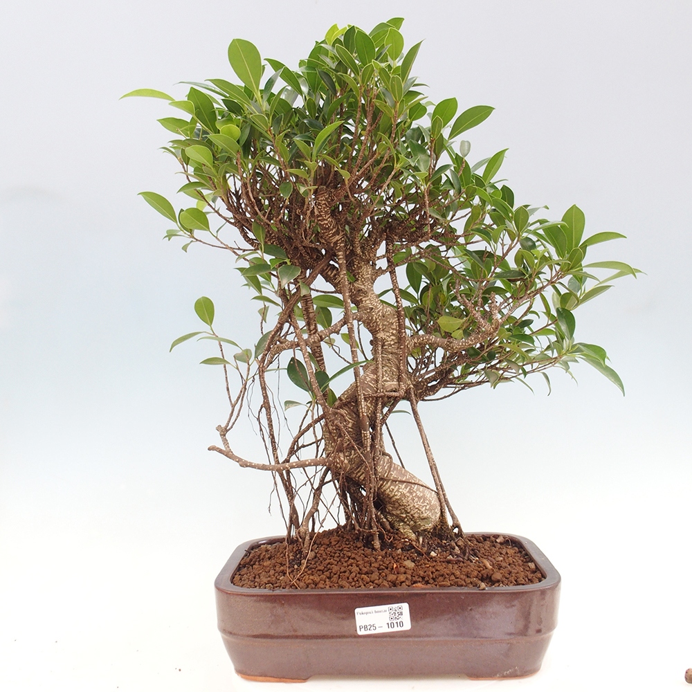 Pokojová bonsai - Ficus kimmen -  malolistý fíkus