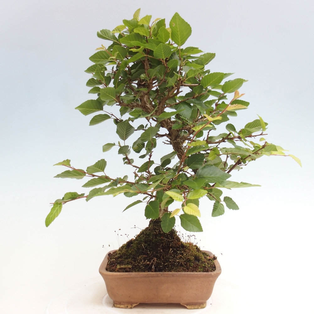 Venkovní bonsai -Carpinus CARPINOIDES - Habr korejský