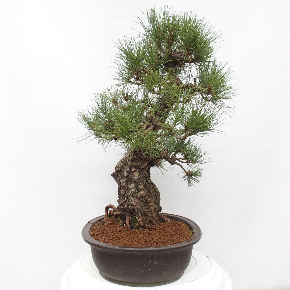 Venkovní bonsai - Pinus thunbergii - Borovice thunbergova
