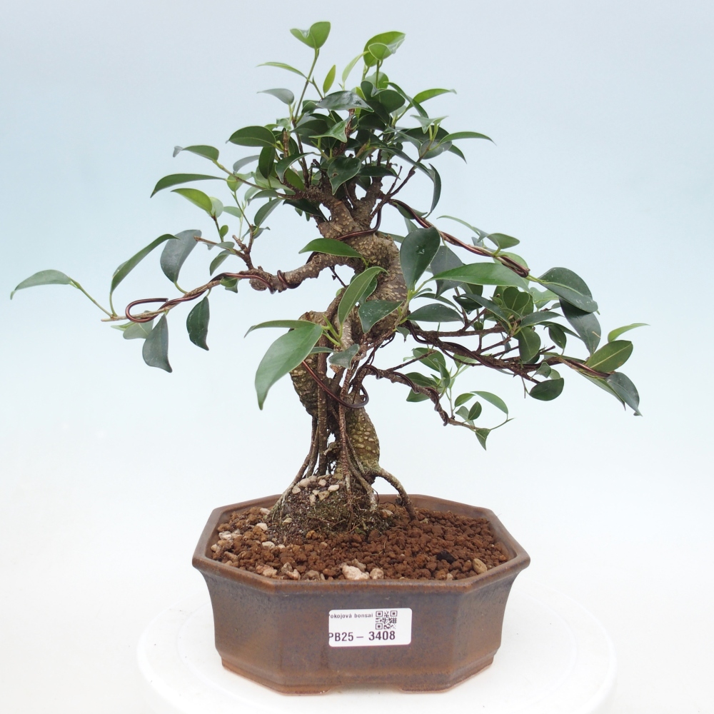 Pokojová bonsai - Ficus retusa -  malolistý fíkus