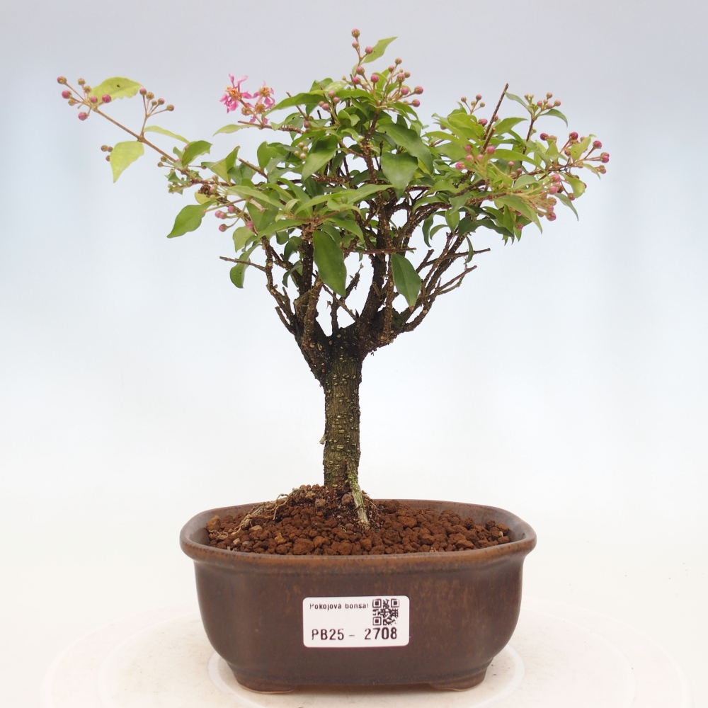 Pokojová bonsai - Malpighia coccigera- Barbdorská třešeň