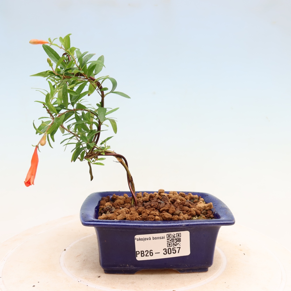 Pokojová bonsai-PUNICA granatum nana-Granátové jablko