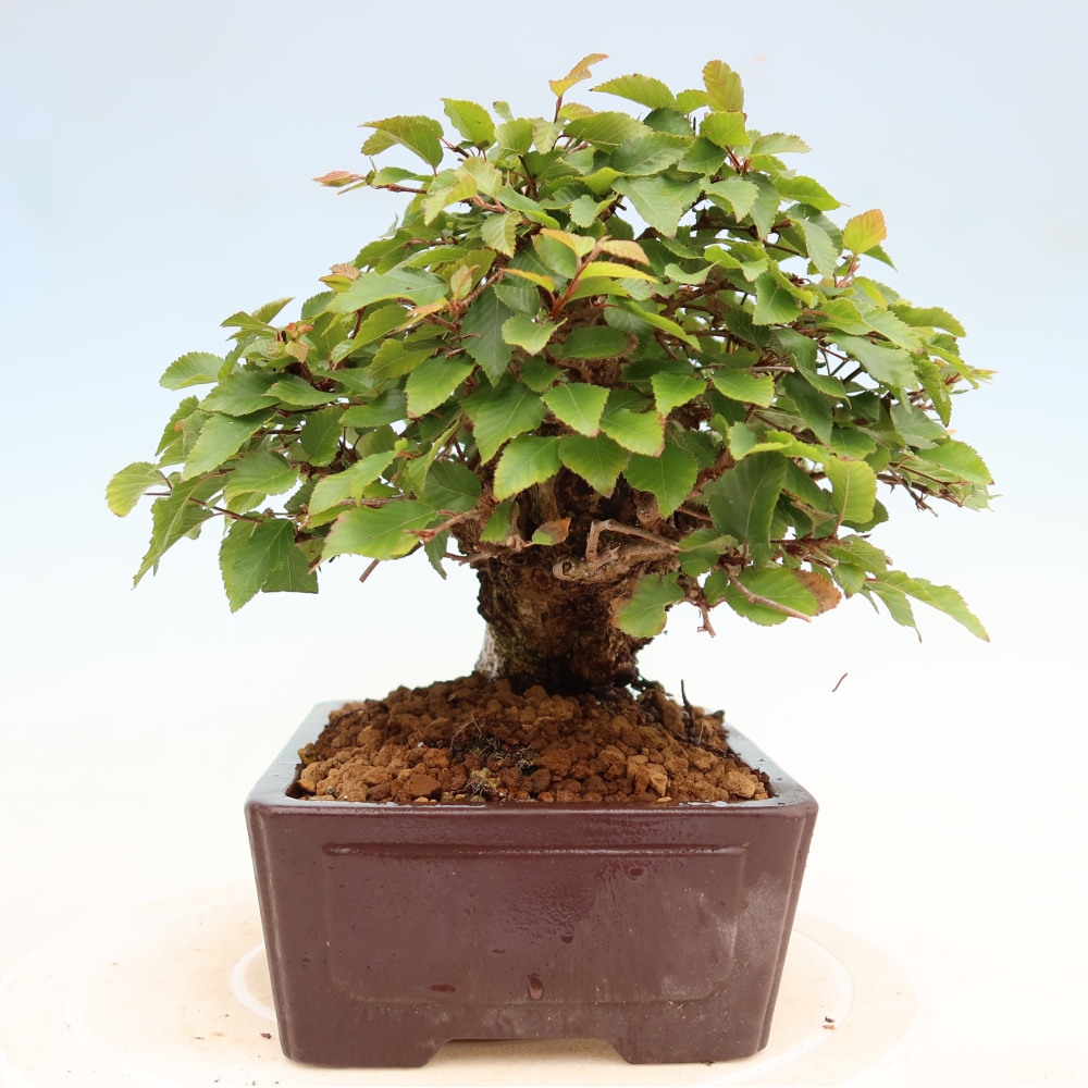 Venkovní bonsai -Carpinus Coreana - Habr korejský