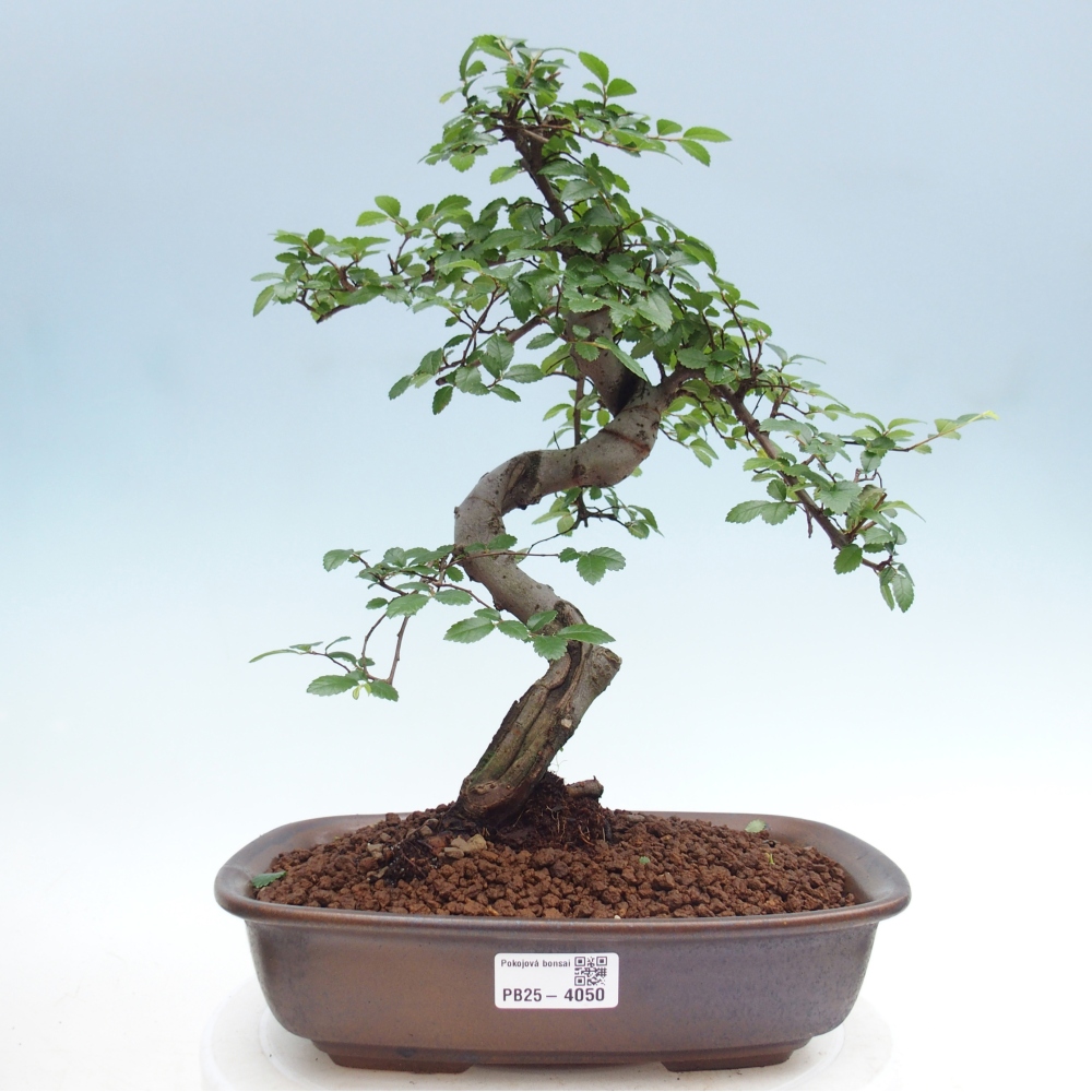 Pokojová bonsai - Ulmus parvifolia - Malolistý jilm