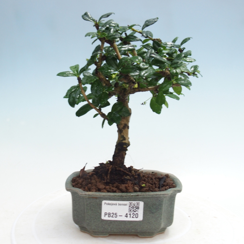 Pokojová bonsai - Carmona macrophylla - Čaj fuki