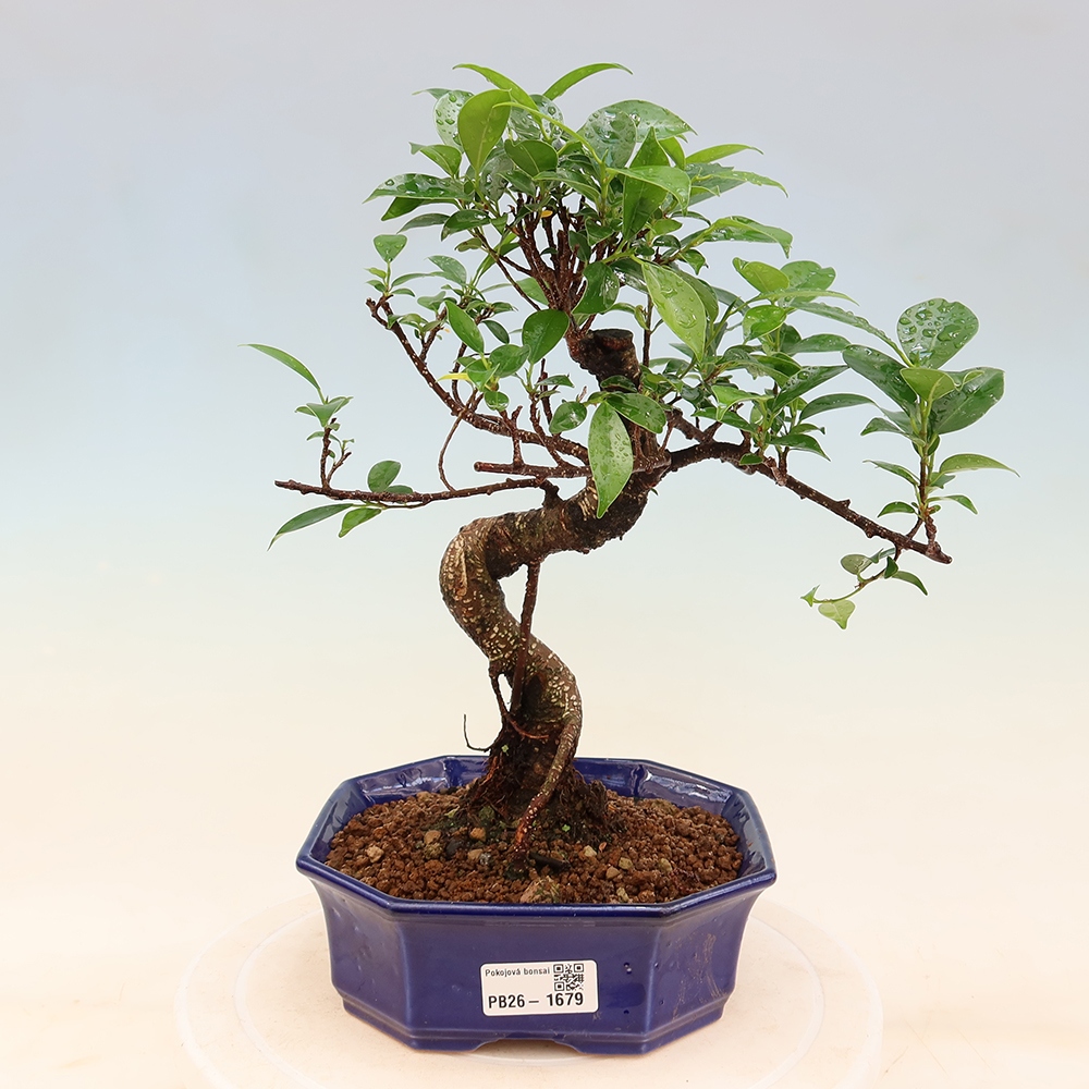 Pokojová bonsai - Ficus retusa -  malolistý fíkus