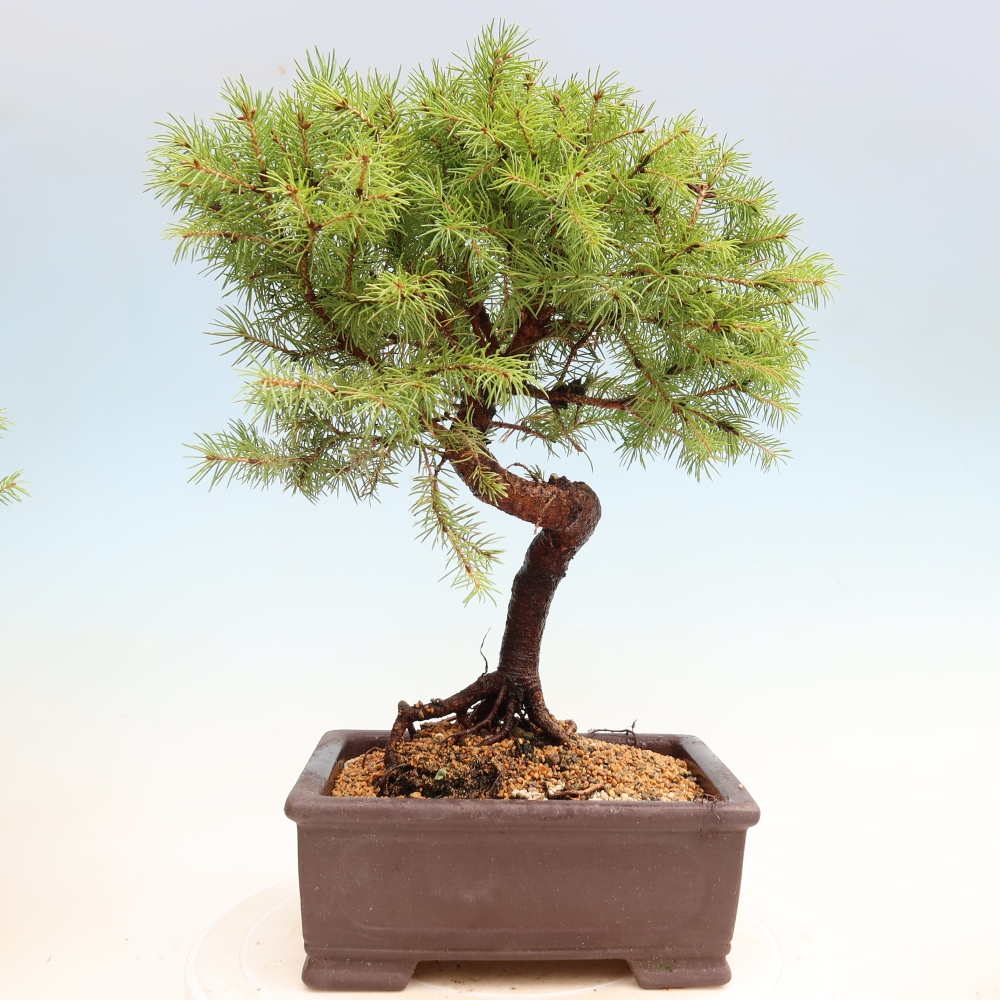 Venkovní bonsai- Smrk sivý - Picea glauca globe